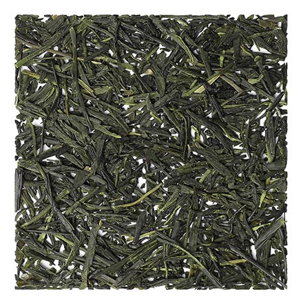 Catechin Tee