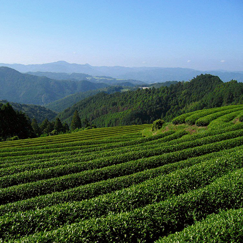 Green Tea from Honyama