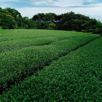 Shincha Tanegashima Yabukita