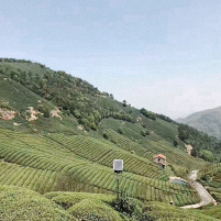 Shifeng Longjing Premium Pesticide Free
