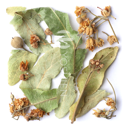 Linden Flower Tea