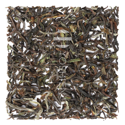 GLENBURN FTGFOP1 (CL AV2) Darjeeling First Flush