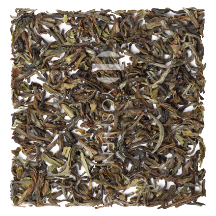 GURANSE SPRING FLUSH SFTGFOP1 P.FREE