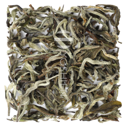 Guranse Spring Flush Tips bio