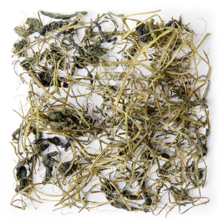 Jiaogulan à 5 feuilles