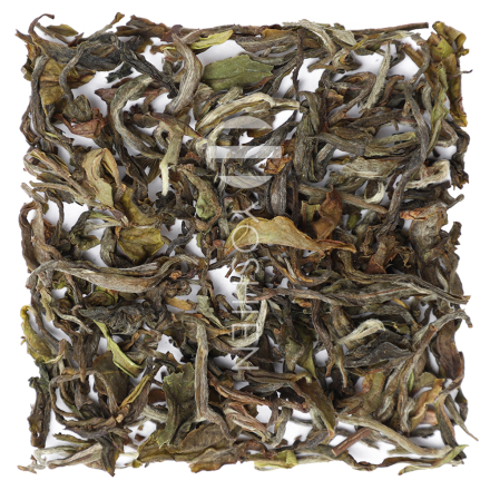 WHITE DARJEELING RANGAROON ESTATE MORNING GLORY ORGANIC