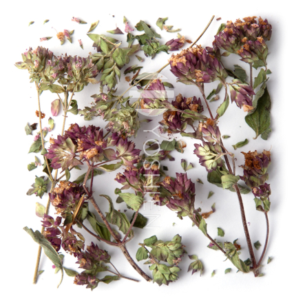 Origan pour infusion Mursalski