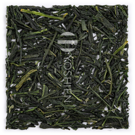 Hashiri Shincha Tanegashima Shuntaro