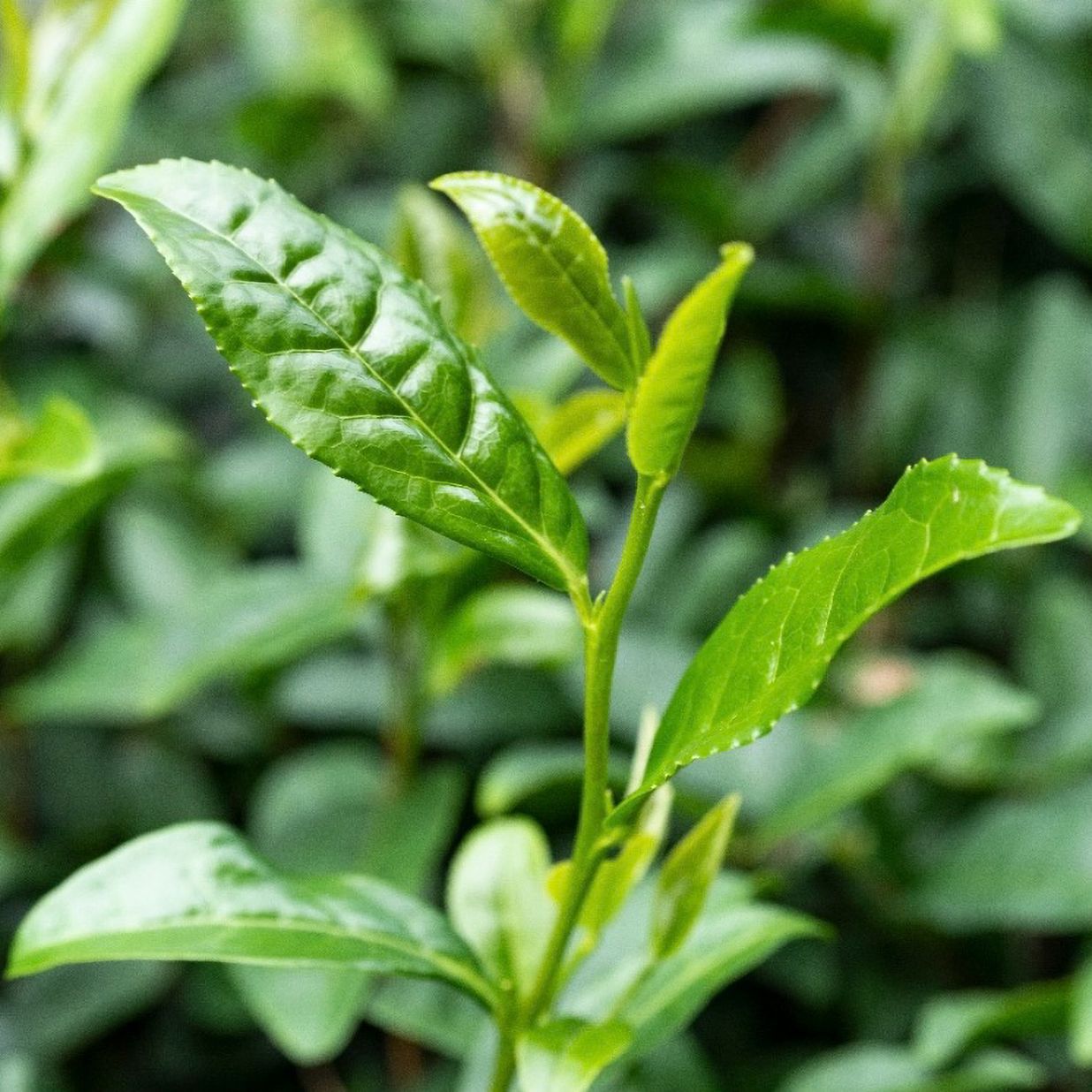 Yoshien Labortests Yoshien Labortests